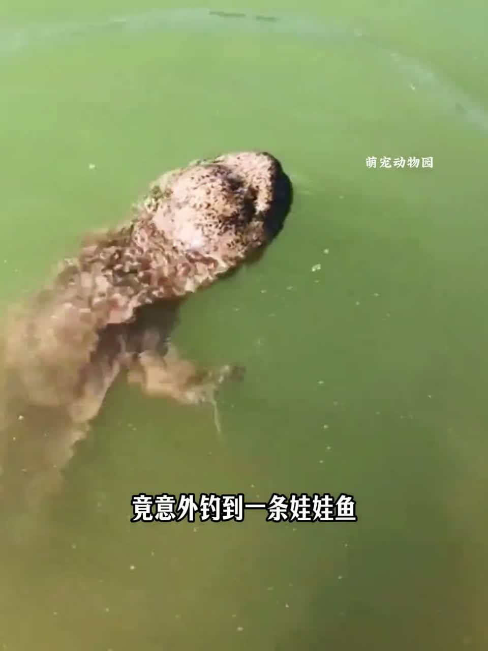 钓到娃娃鱼突然发出啼哭声，好心男子选择放生！