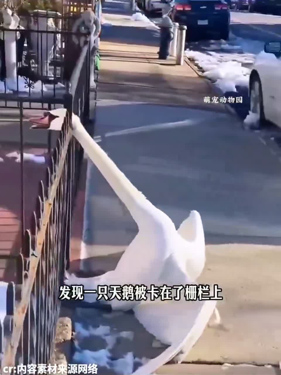好心男子救助白天鹅，获救后竟会跳芭蕾舞报恩！
