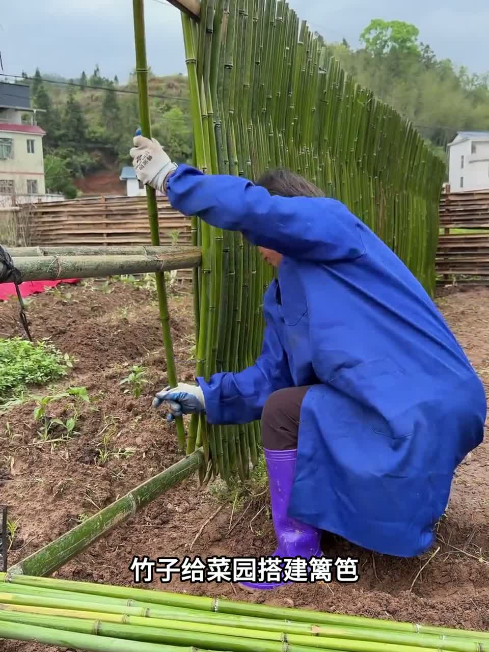 阿姨巧用竹子搭建菜园篱笆，紧密加固防护，守护庄稼 3-5 年