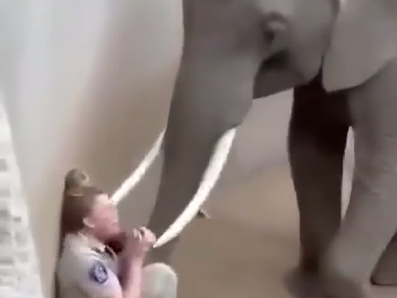鳄鱼和豹子打架，谁都不服谁！大战三百回合真厉害！