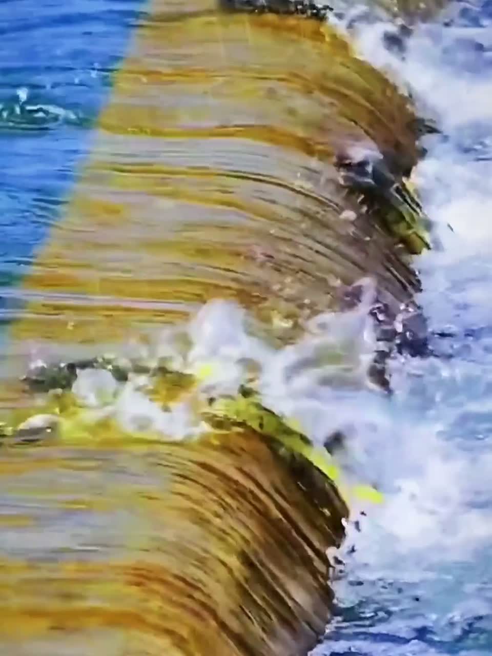 探秘世界上最可怕的鱼群洄游，成千上万条鱼逆流而上，场面极其震撼