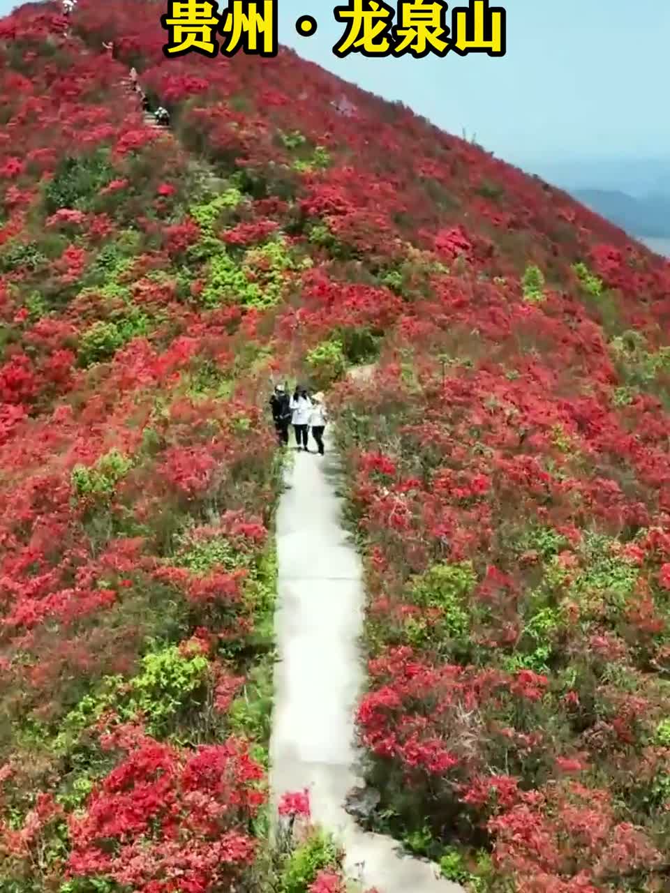 探秘贵州龙泉山：藏在云端的万亩杜鹃花海，这处小众秘境你打卡过吗？
