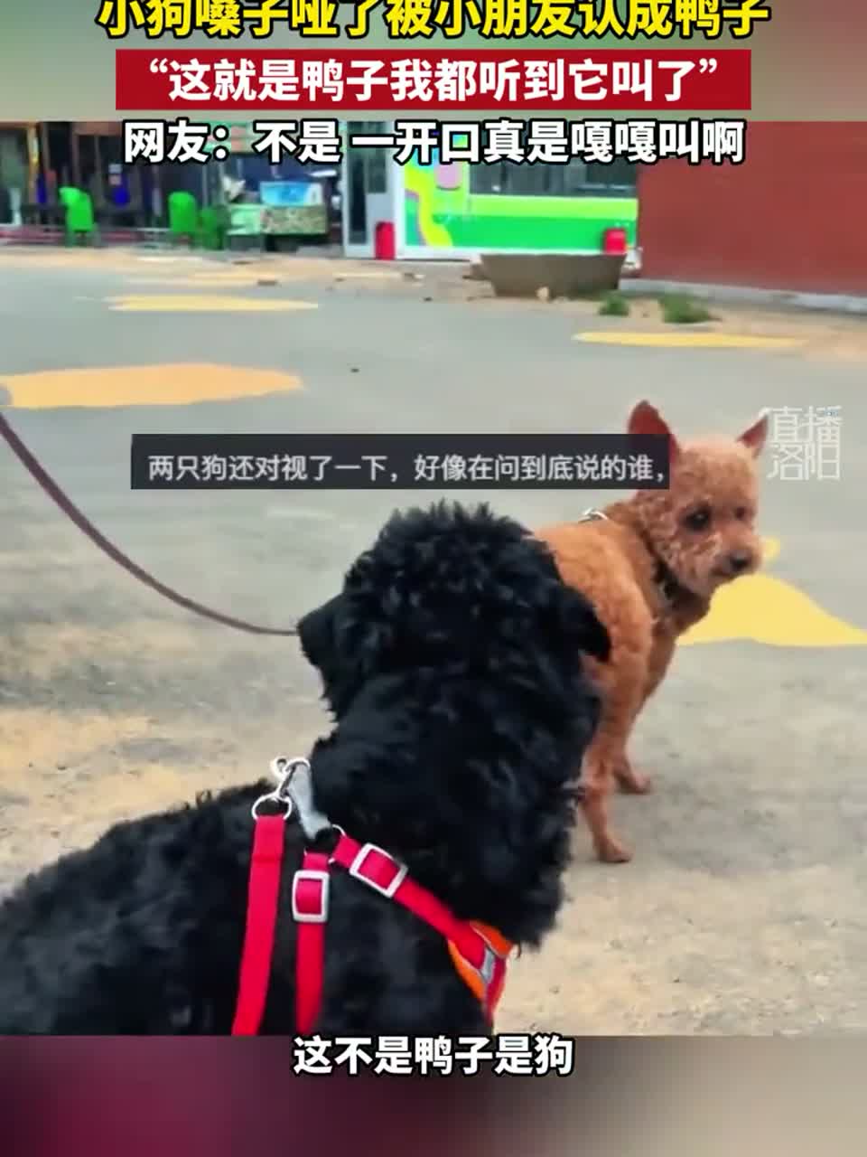 小狗嗓子哑了被小朋友认成鸭子 “这就是鸭子我都听到它叫了”