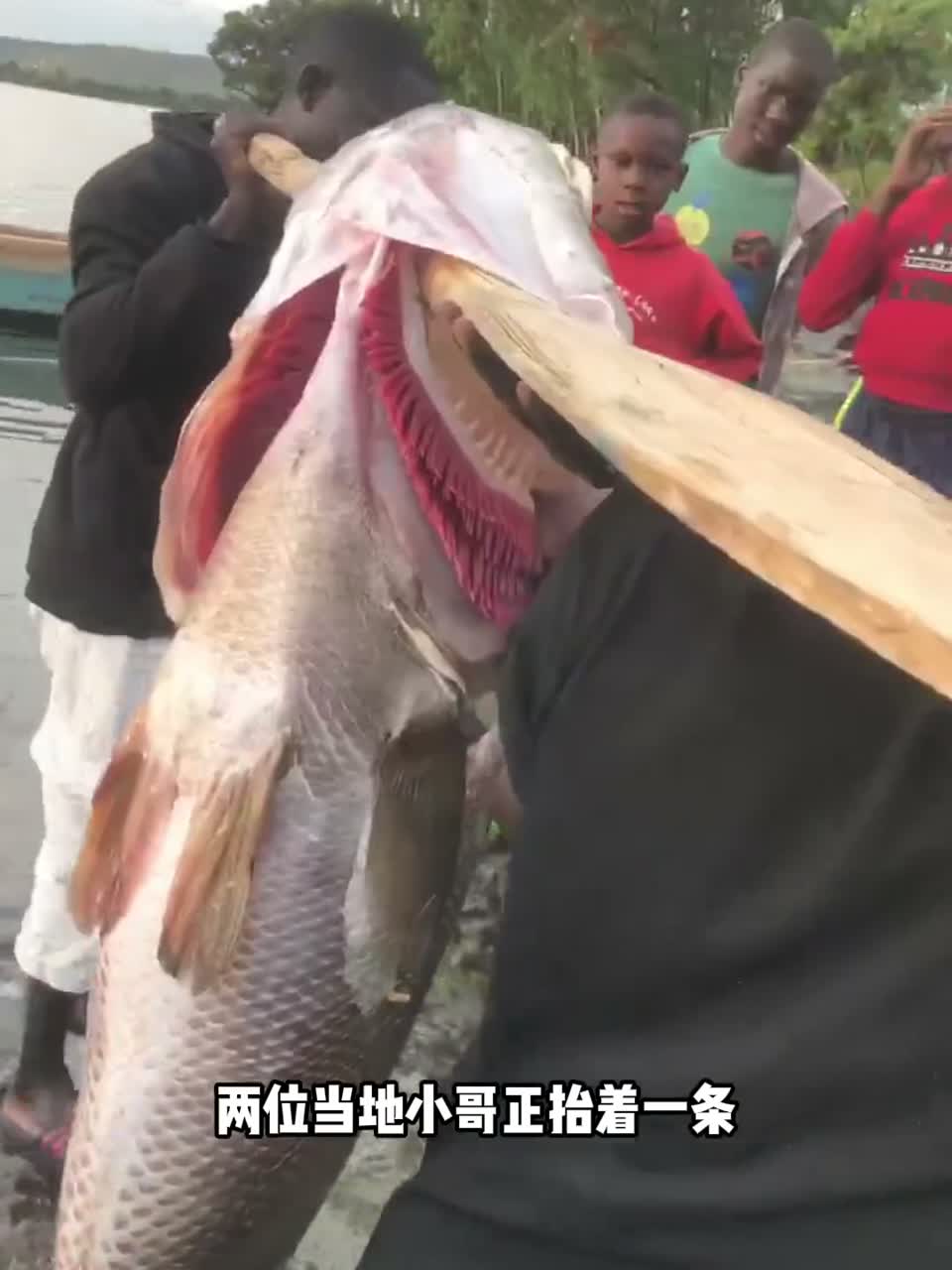 这里是非洲维多利亚湖的一处湖边，两位当地小哥正抬着一条刚捕捞上来的大鱼，这种鱼名叫尼罗河鲈