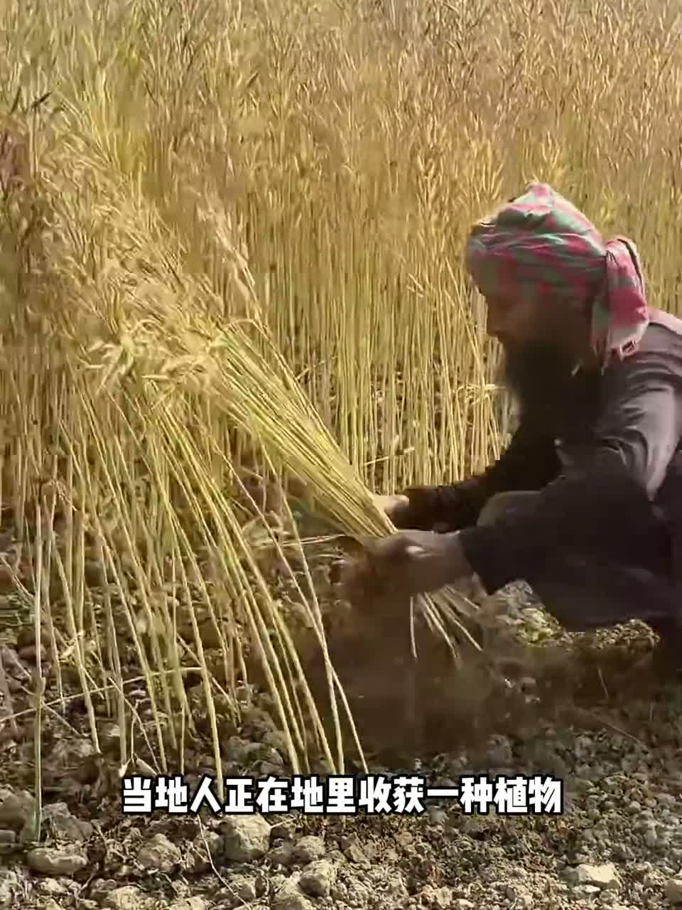 这里是印度，当地人正在地里收获一种植物，这种植物名叫芥菜，我们吃的芥末油就是用这种植物的菜