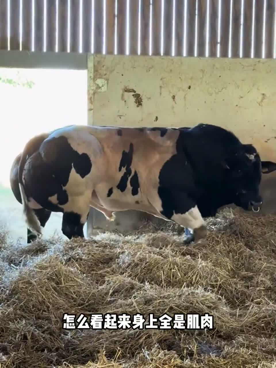 这里位于美国，当地人养殖了一种肌肉非常发达的牛，这种牛其实叫比利时蓝牛，属于是一种肉牛品种