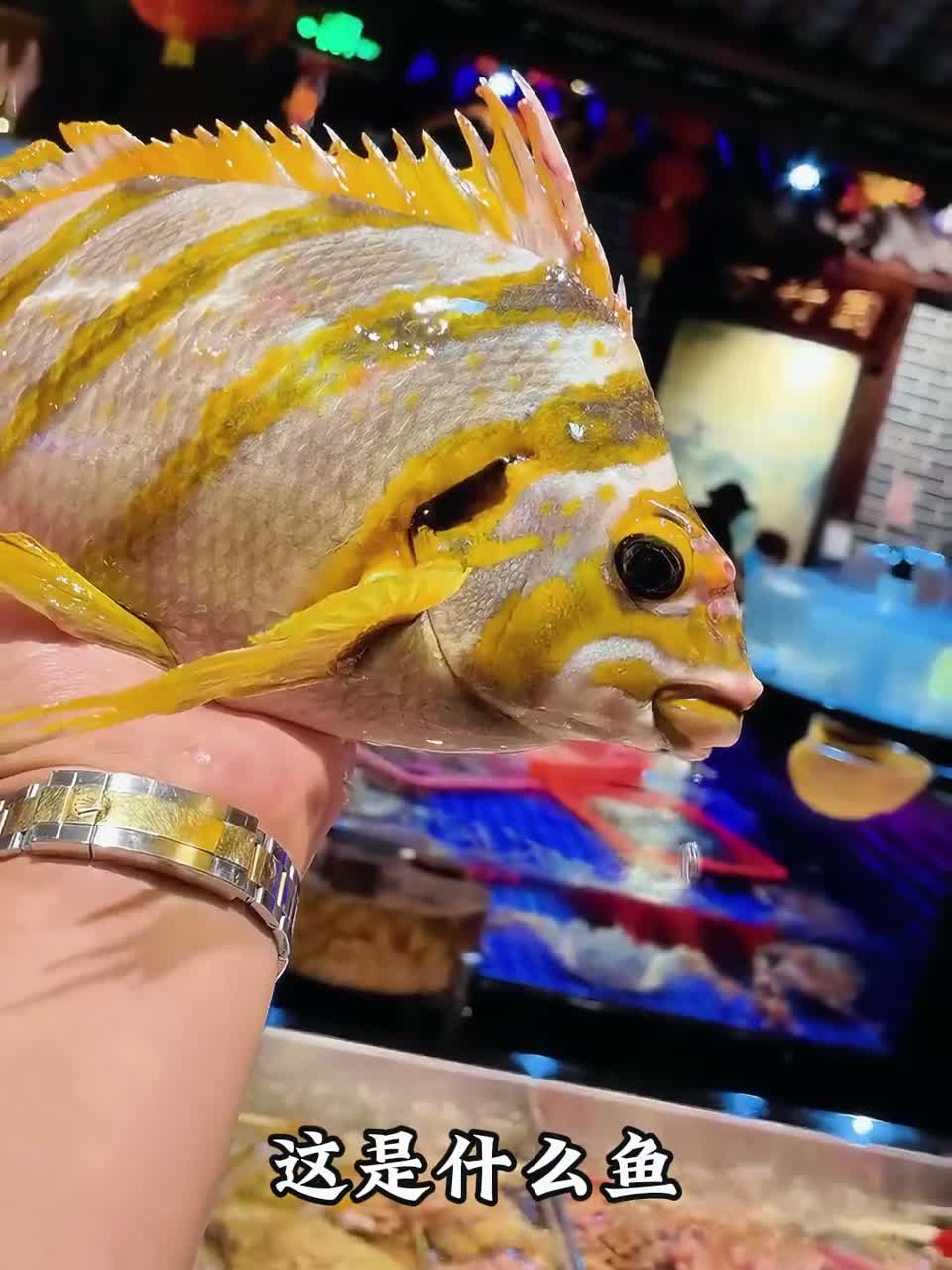 带你认识不同的海鱼…