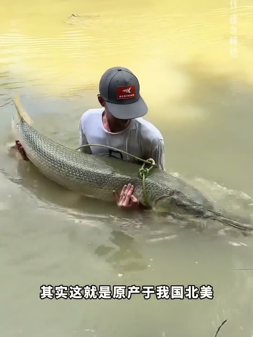 鳄雀鳝为什么没有灭绝？