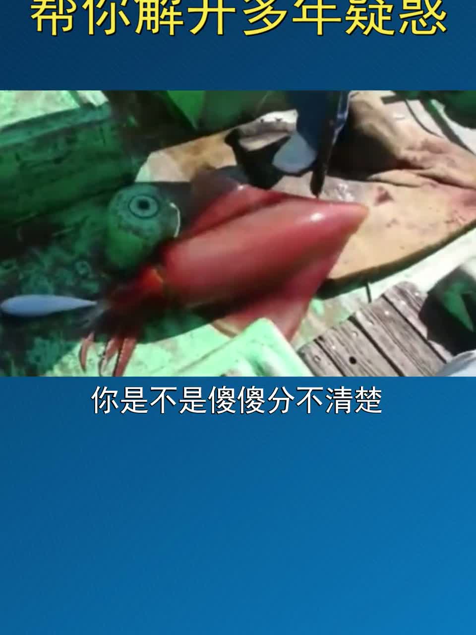 帮你解开多年疑惑，章鱼、乌贼、鱿鱼、墨鱼到底有啥区别，怎么区分？一招搞定