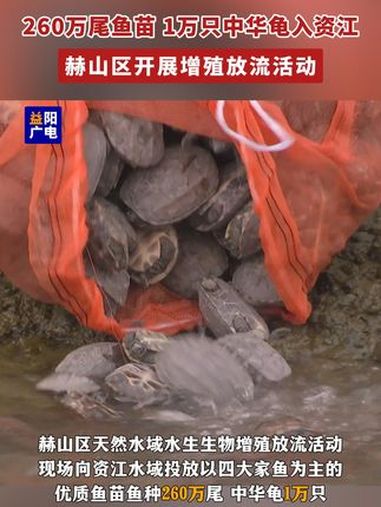 10月28日,赫山区天然水域水生生物增殖放流活动在赫山渔政码头举行,现场向资江水域投放以四