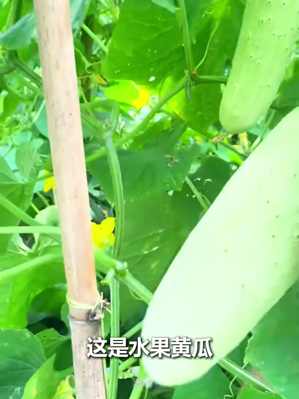 春季种的14种蔬菜，你爱吃几种？