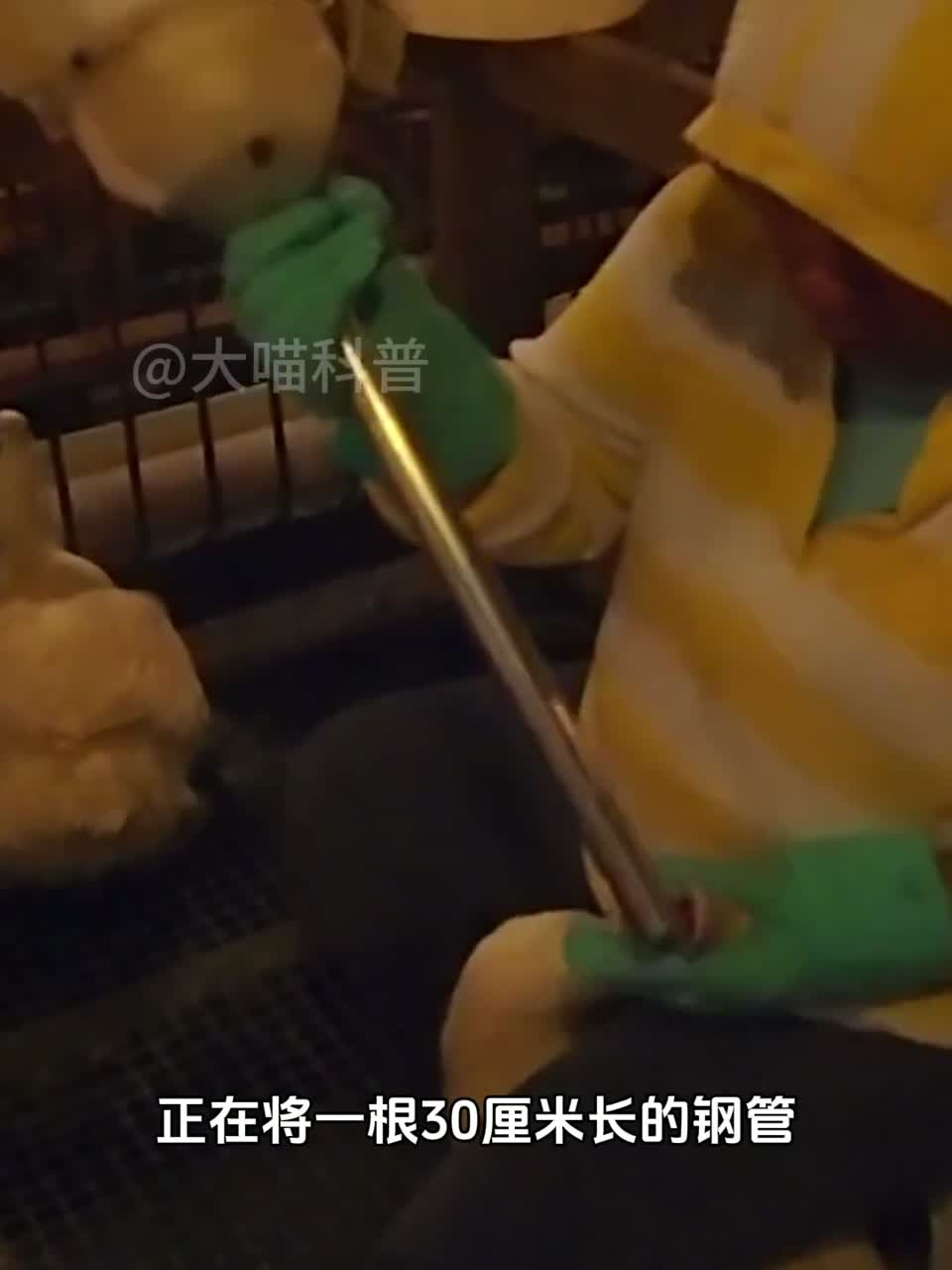 公斤的法国鹅肝是如何生产的