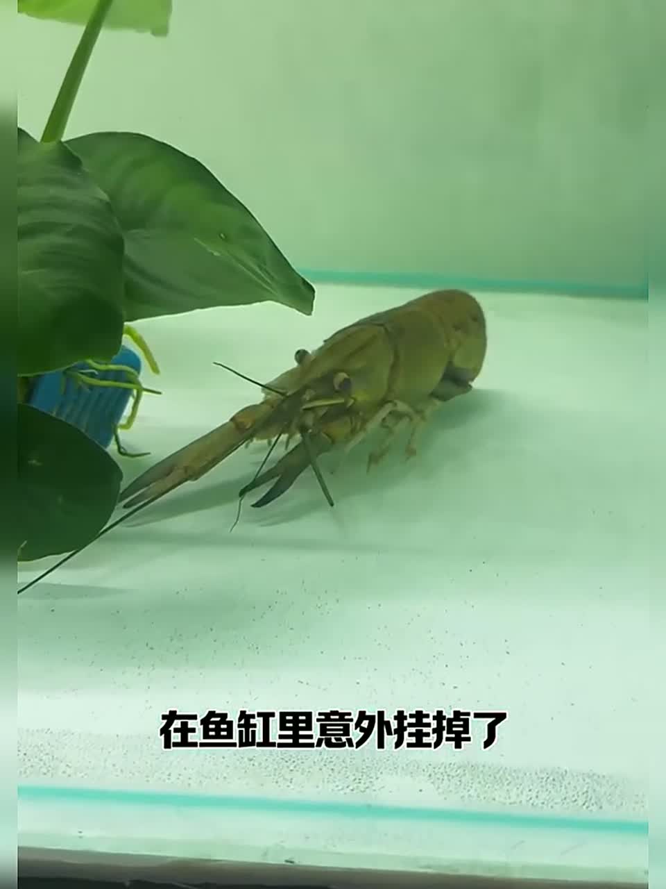 虾卵发育迅速 已经开始长出了尾巴 又买了一只抱卵母虾继续繁殖