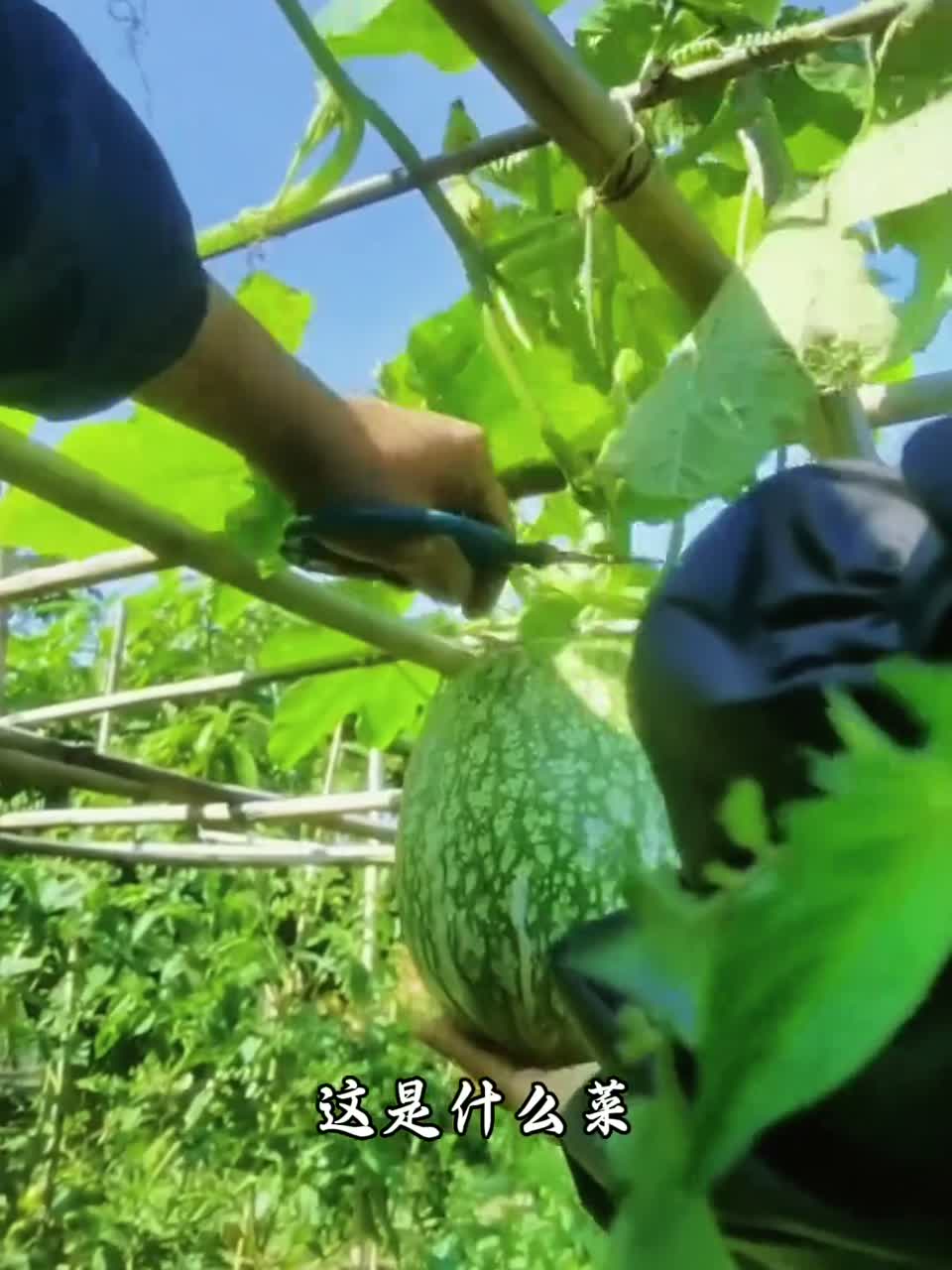 23种瓜类蔬菜分享给大家