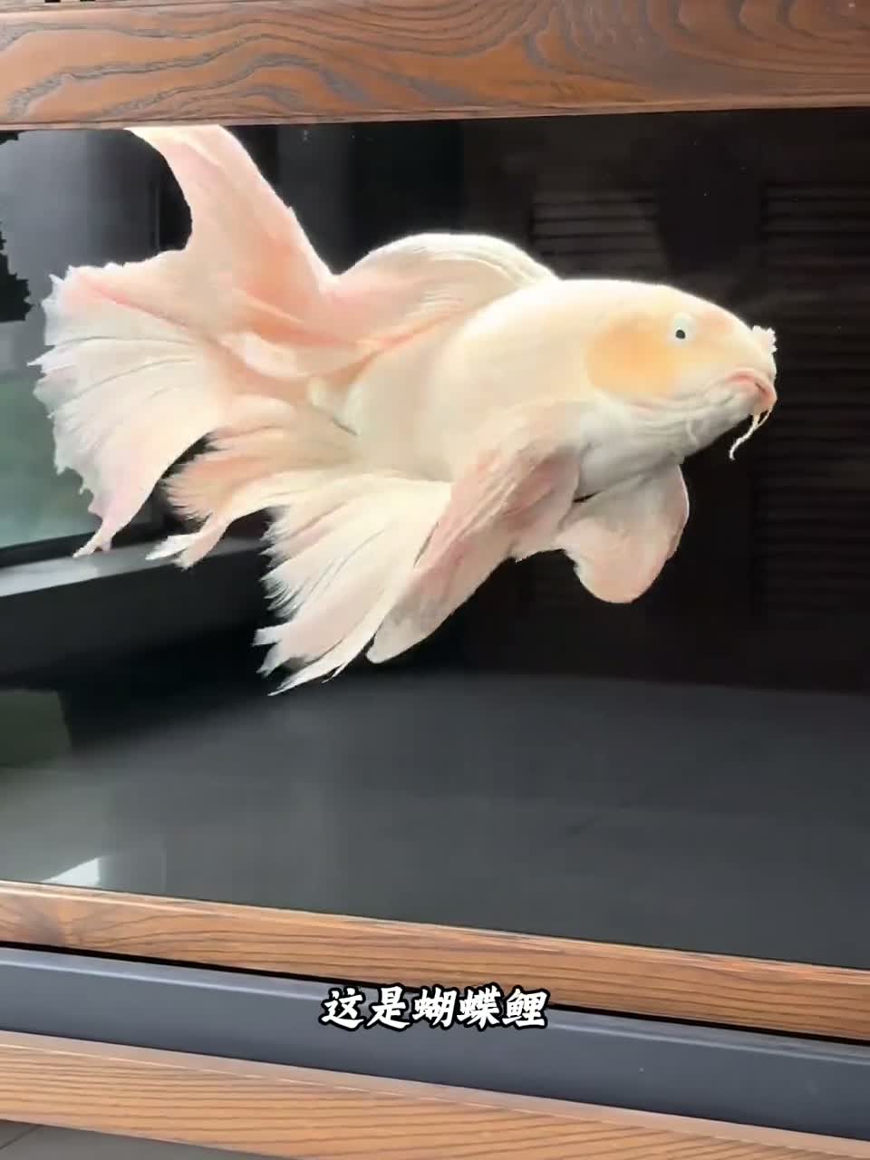11种不同品种的观赏鱼，看看你见过几种？