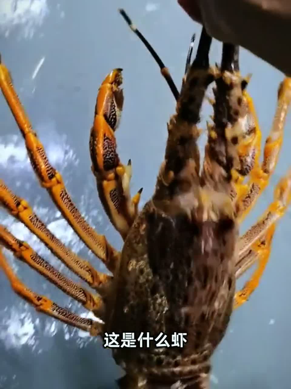 超大个的虾你见过没？25种不同品种的虾，来看看你认识几种