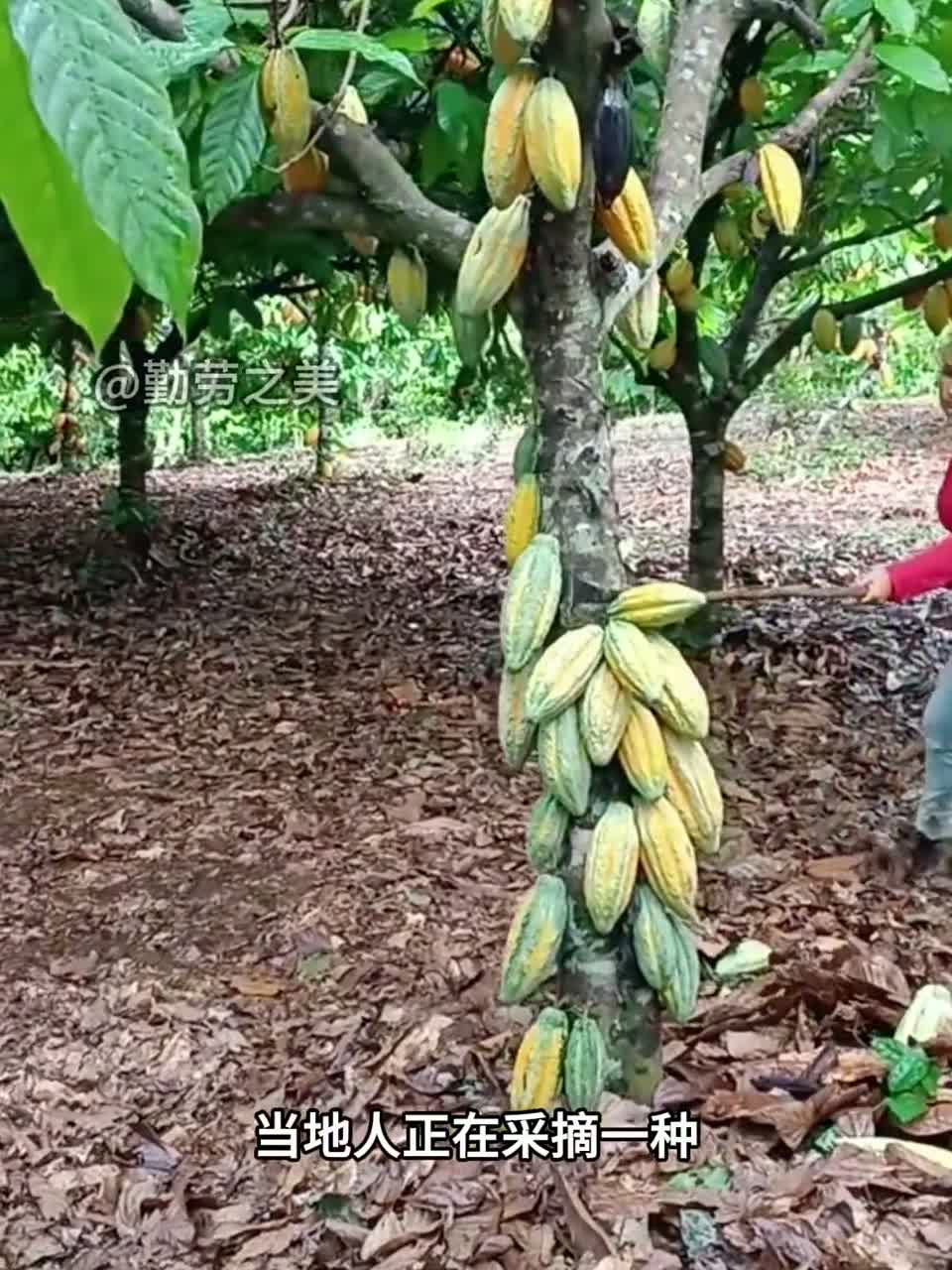 可可果是制作巧克力的原材料，从可可果中取出来的可可豆需要发酵七天，晾晒、磨粉后才能变成巧克