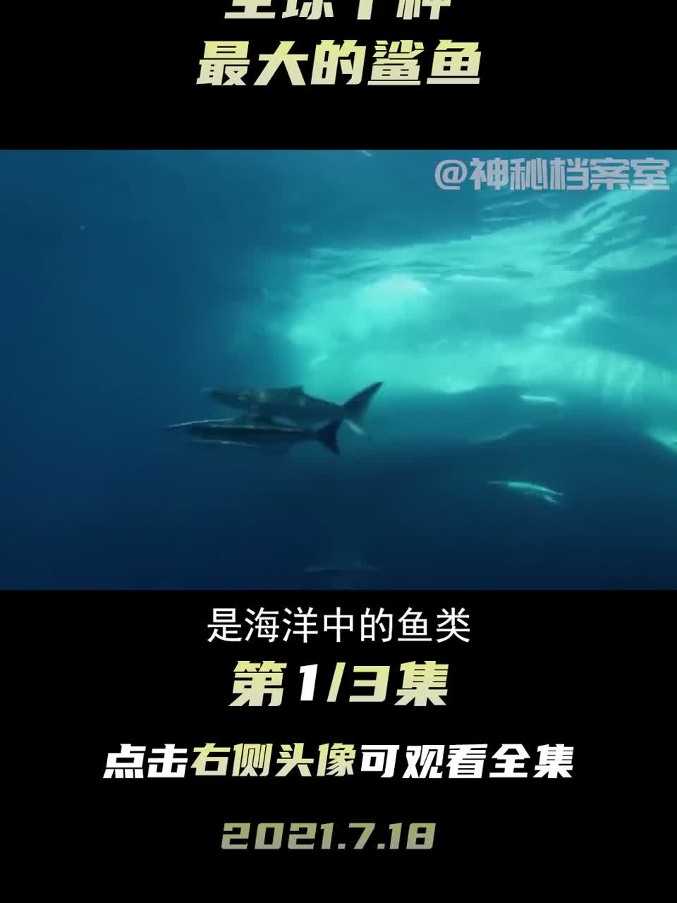 盘点世界上是十种最大的鲨鱼, 最大的鲨鱼竟然有20米！
