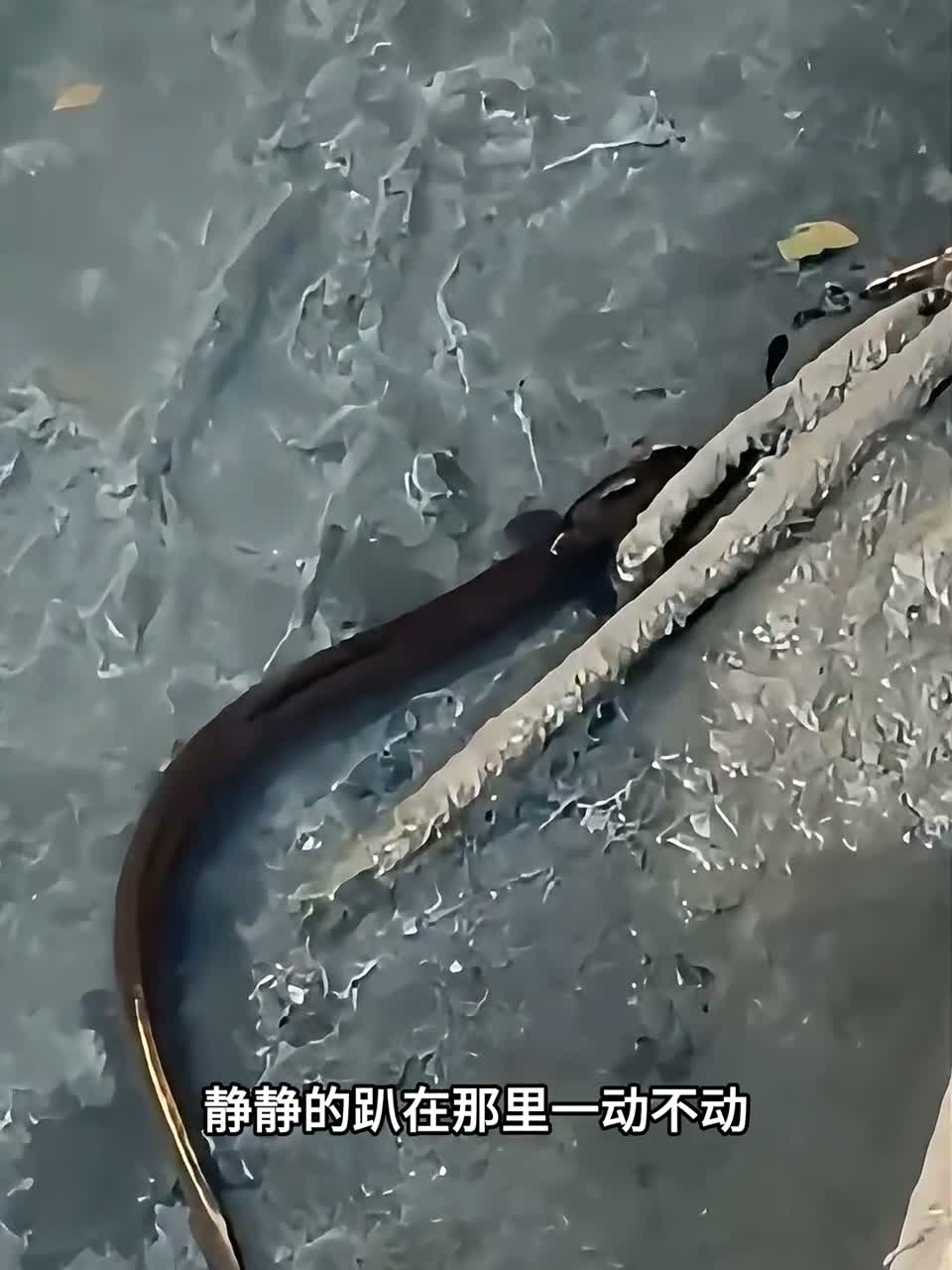 高处垂钓河鳗惊现神操作，单纯鱼鳗不识 “美食” 陷阱！ 高处垂钓河鳗惊现神操作，