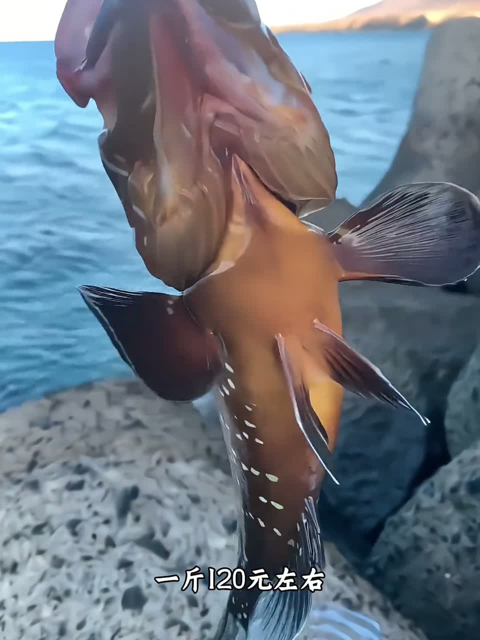 科普37种海鱼以及价格，你都吃过哪几种