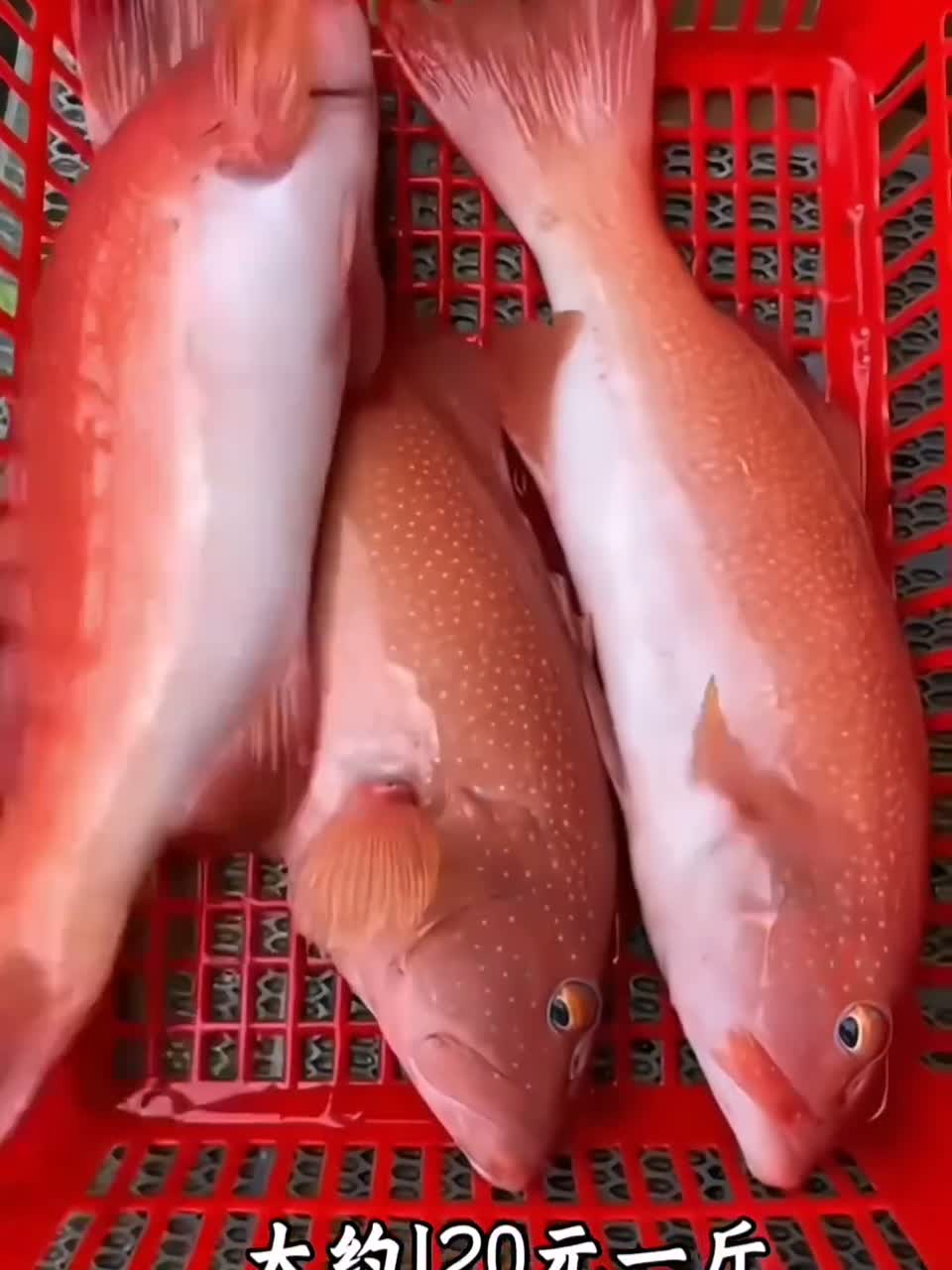 认识14种斑鱼以及价格，你都吃过哪几种？
