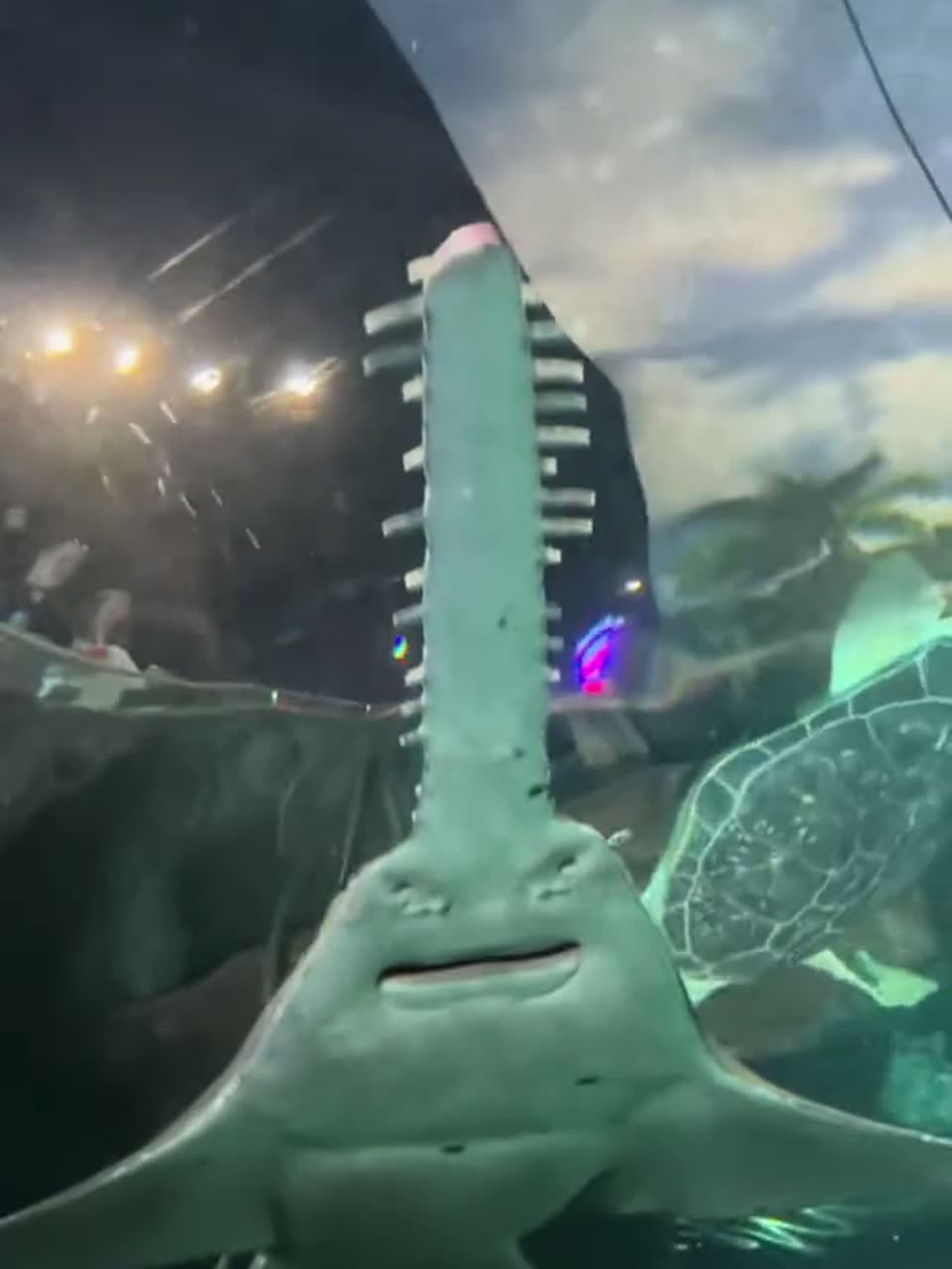 这种鲨鱼危险吗？