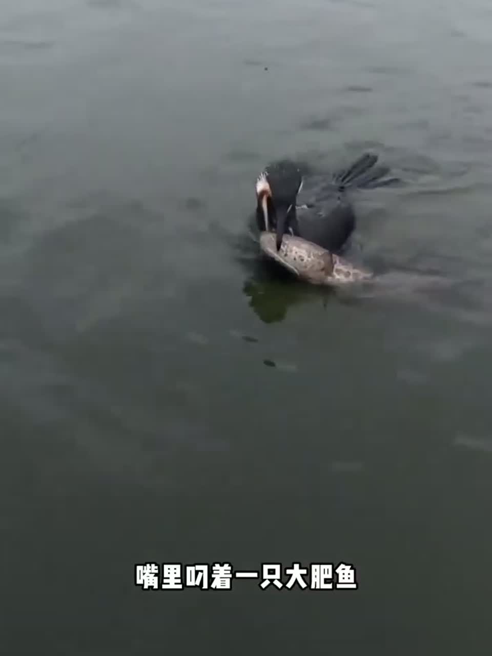 最传统的鸬鹚捕鱼，一口叼回大野鱼