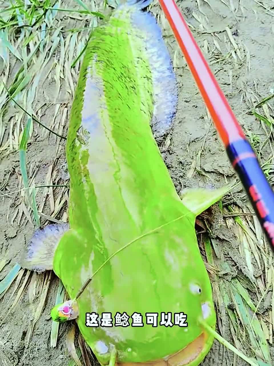 带你认识16种不同品种鱼类，你认识那几种？