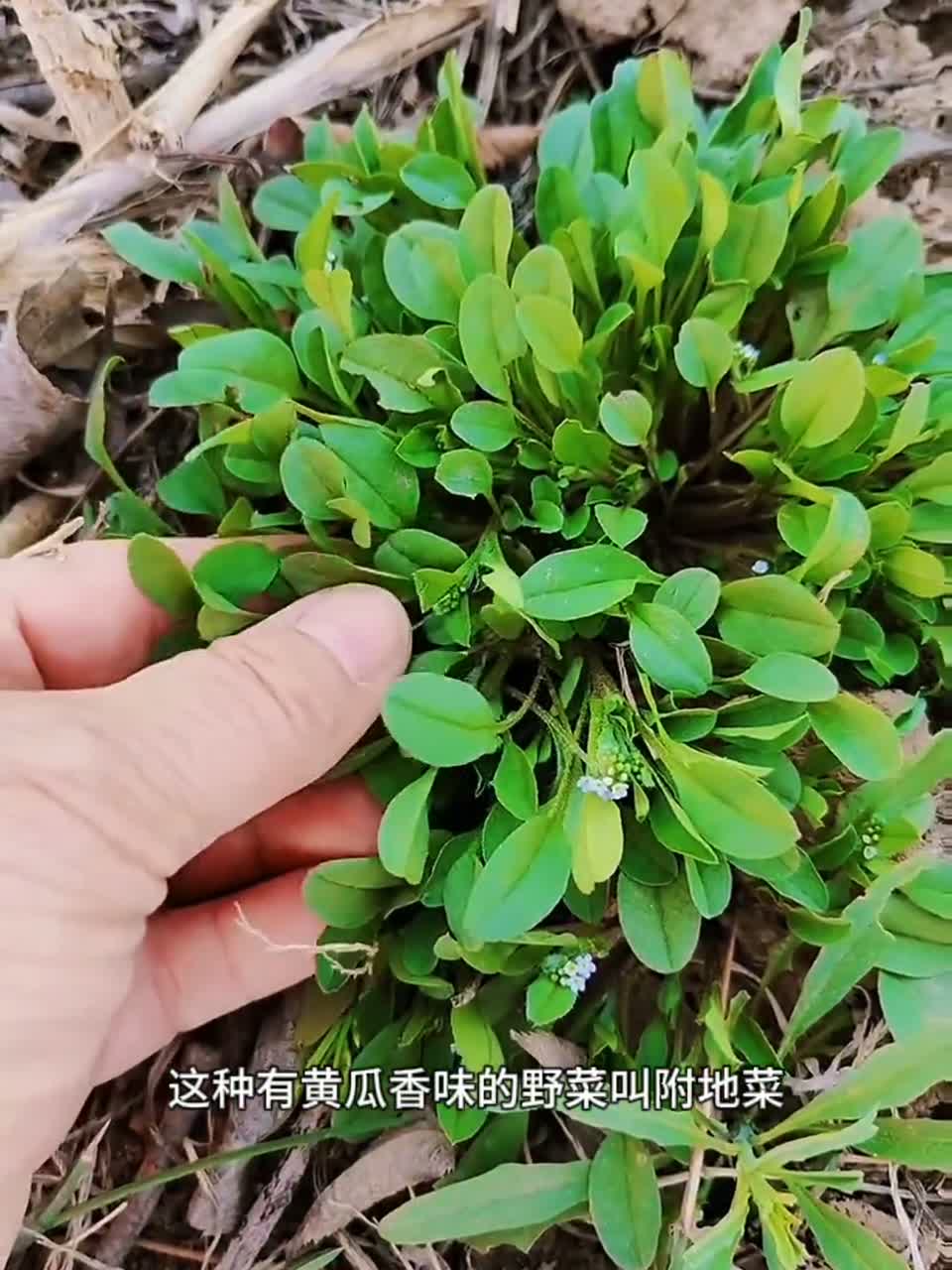 带有黄瓜香味的野菜你吃过吗？它是非常美味的春季野菜，附地菜，俗称黄瓜香。