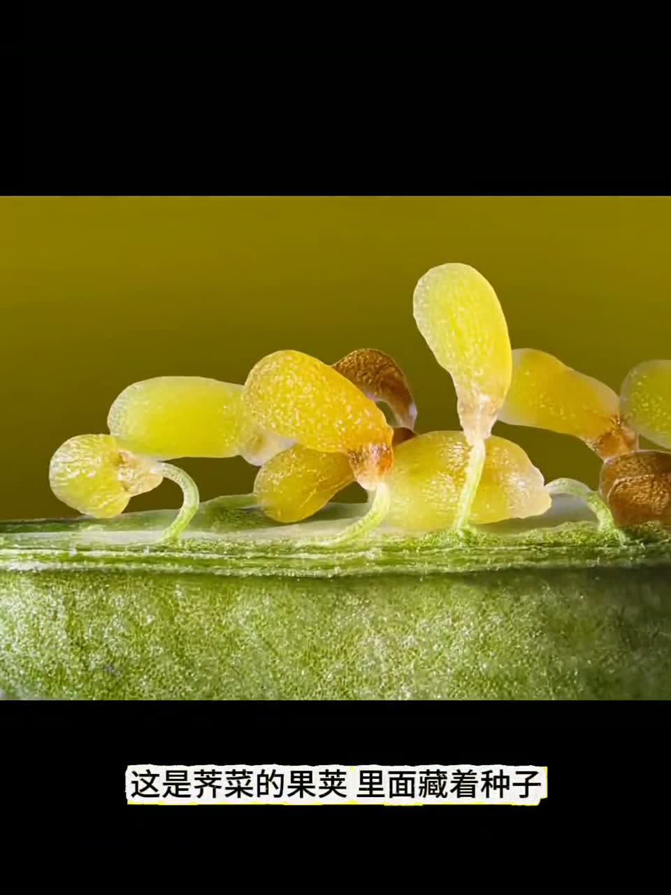 三月三荠菜煮鸡蛋，煮的是祝福，吃的是健康。