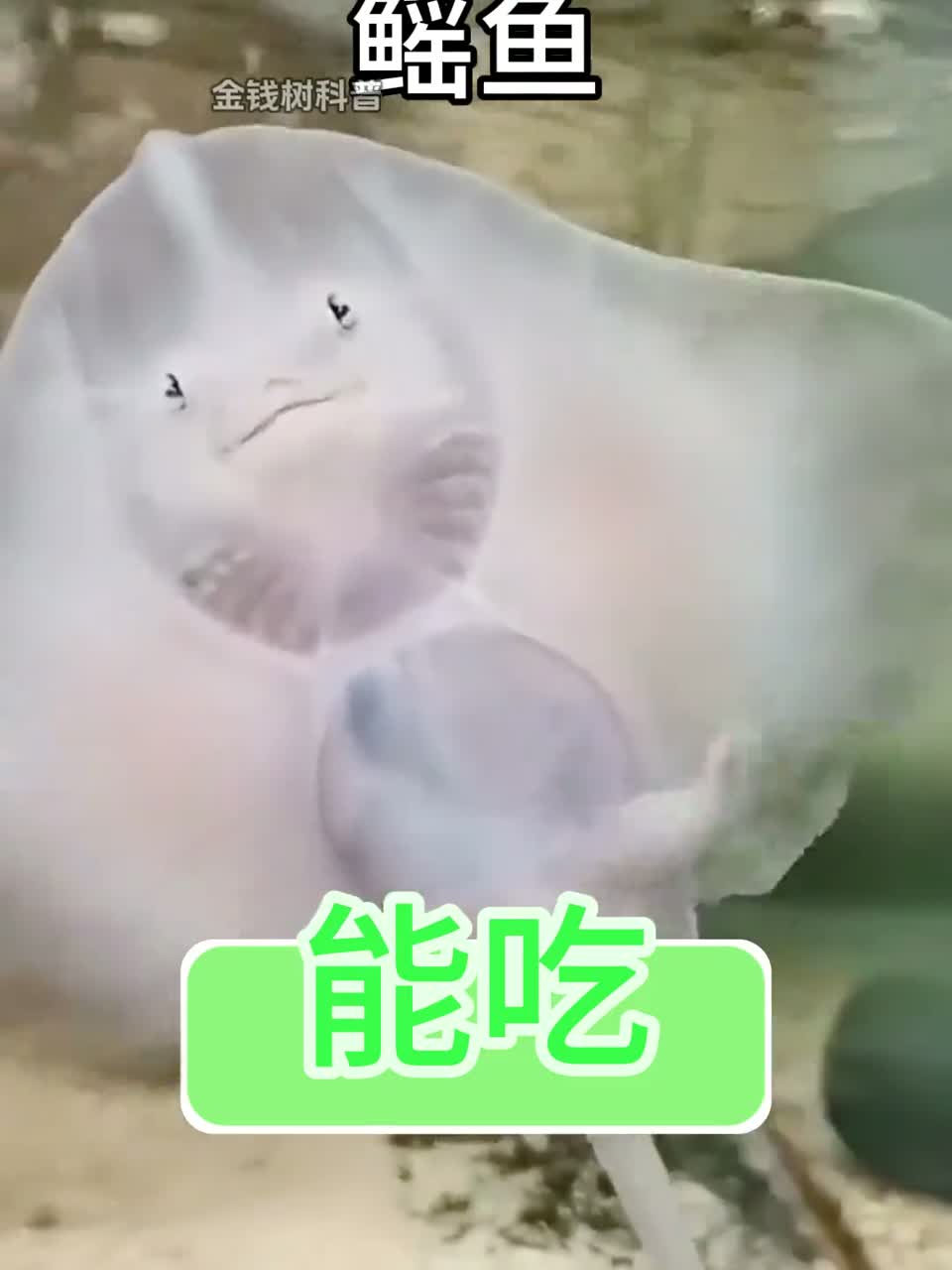 这些鱼千万不要吃！