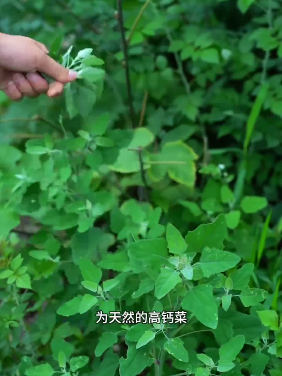 灰灰菜是农村比较常见的野菜，可以蒸着吃，炒着吃，吃法多样，你有吃过这种野菜吗？