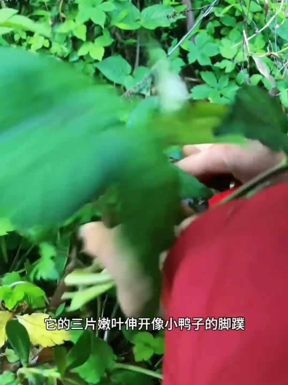 这个野菜有芹菜和香菜的双重味道，你有吃过吗？