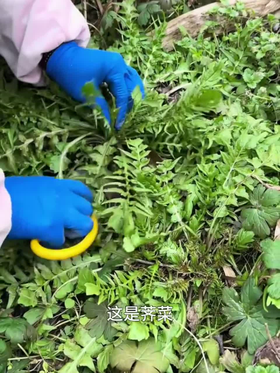 又到了挖野菜的季节，认识不同种类的野菜，每一种都是春天的味道
