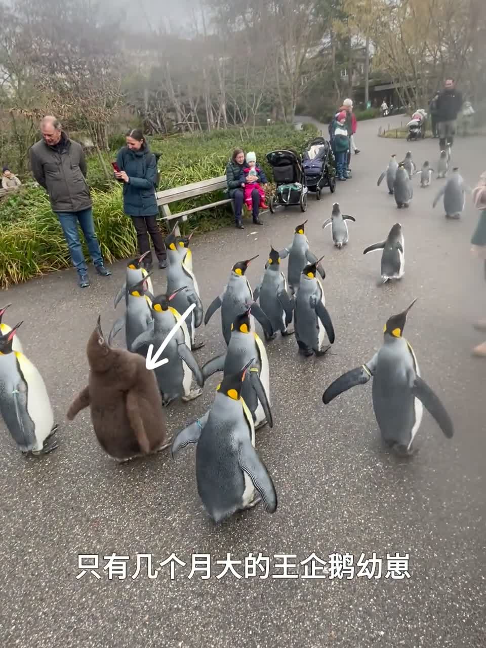 混在企鹅群里的猕猴桃