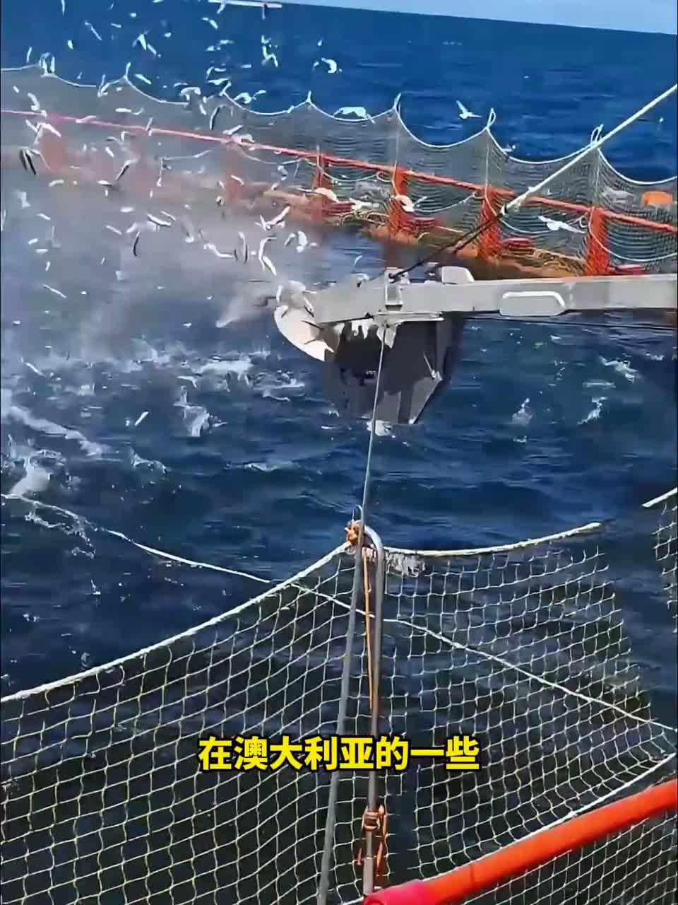 金枪鱼养殖神器：旋转自动投喂机，喂鱼不发愁！