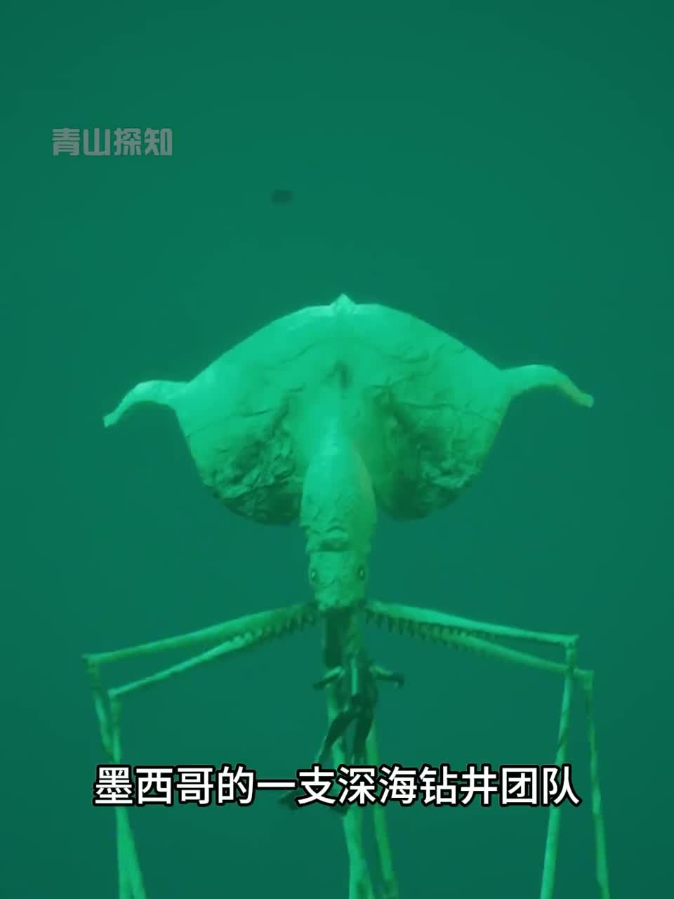 深海中的神秘巨物大鳍鱿鱼