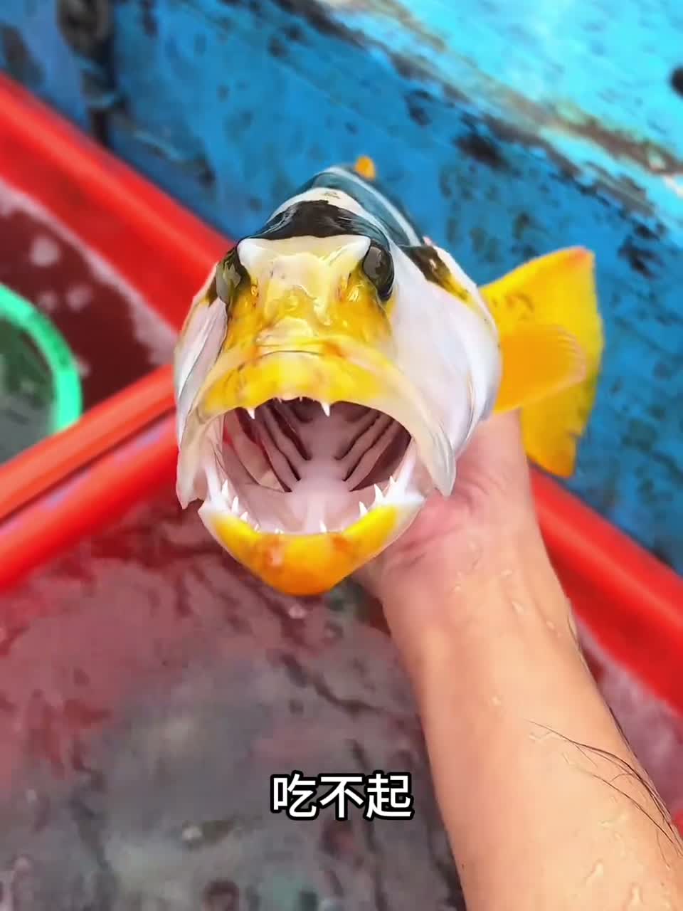 “石斑鱼合集”世界上27种最贵的石斑鱼？你都认识几种？