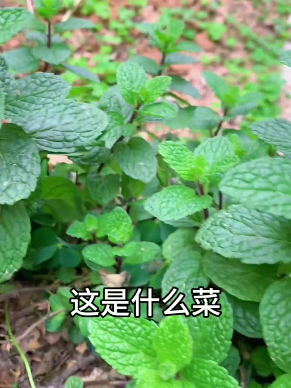 “春天必吃的野菜”你们吃过几种？你们家家乡都有吗，我带你们去认识一下。