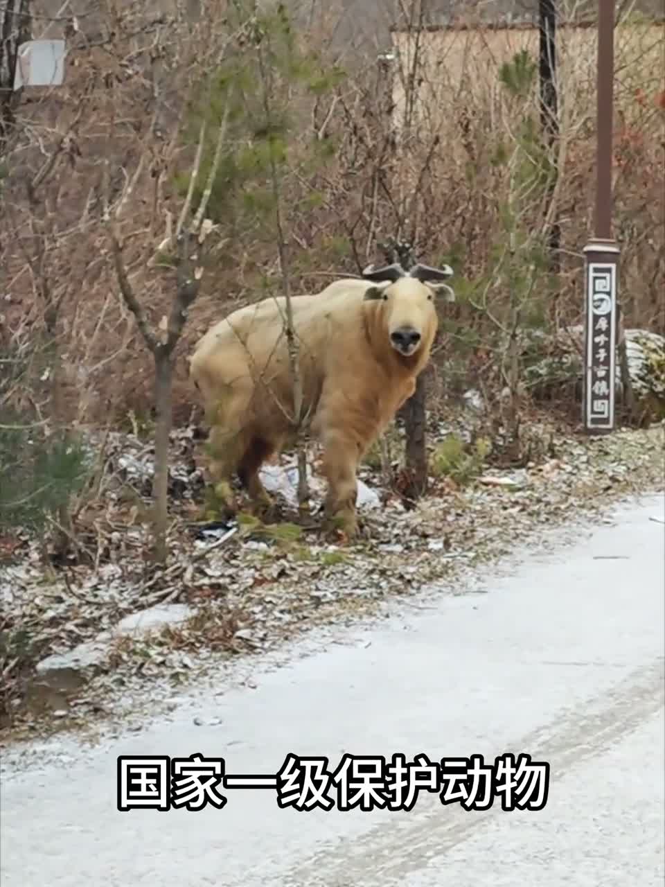 科普9种保护动物