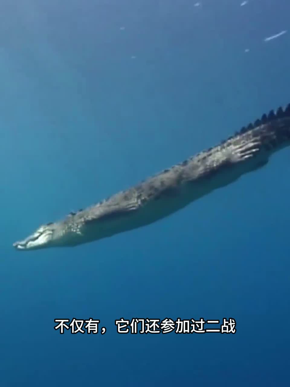 湾鳄，世界上最大的鳄鱼。