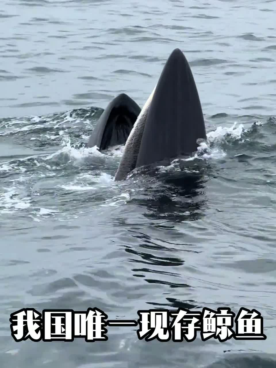 给大家10种鲸鱼，大家知道还有什么鲸鱼种类吗？