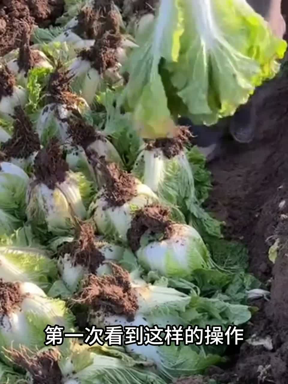 把白菜埋土里能存一整个冬天