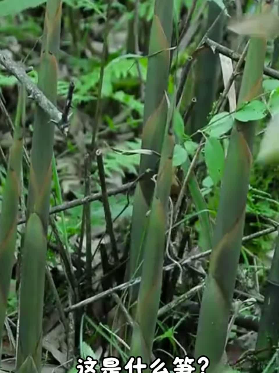你有认识这些笋吗？在你的家乡都叫什么名字