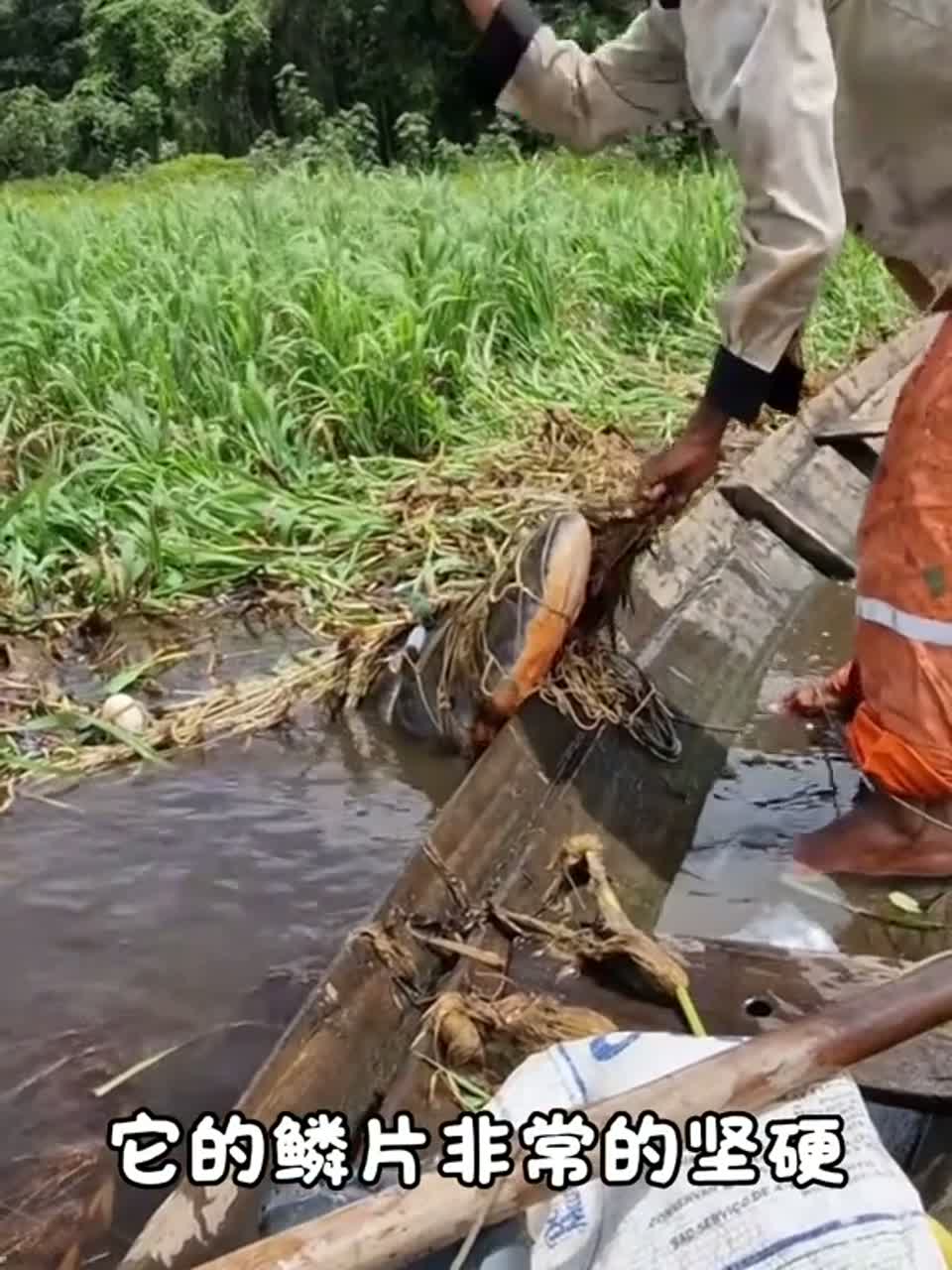科普13种淡水鱼，来看看你认识几种？