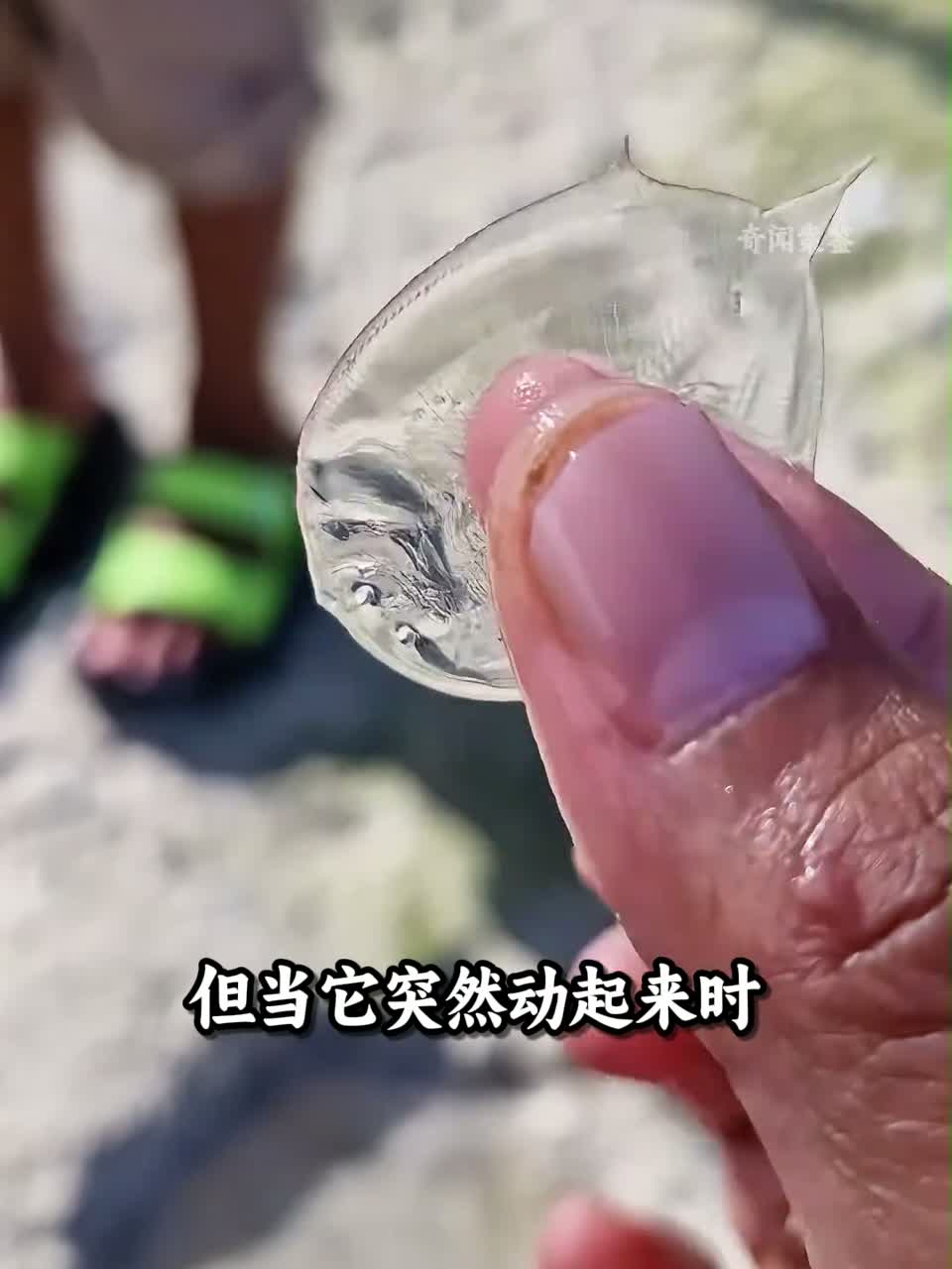 长大就毁容的比目鱼，眼睛竟然长在身体的同一侧？