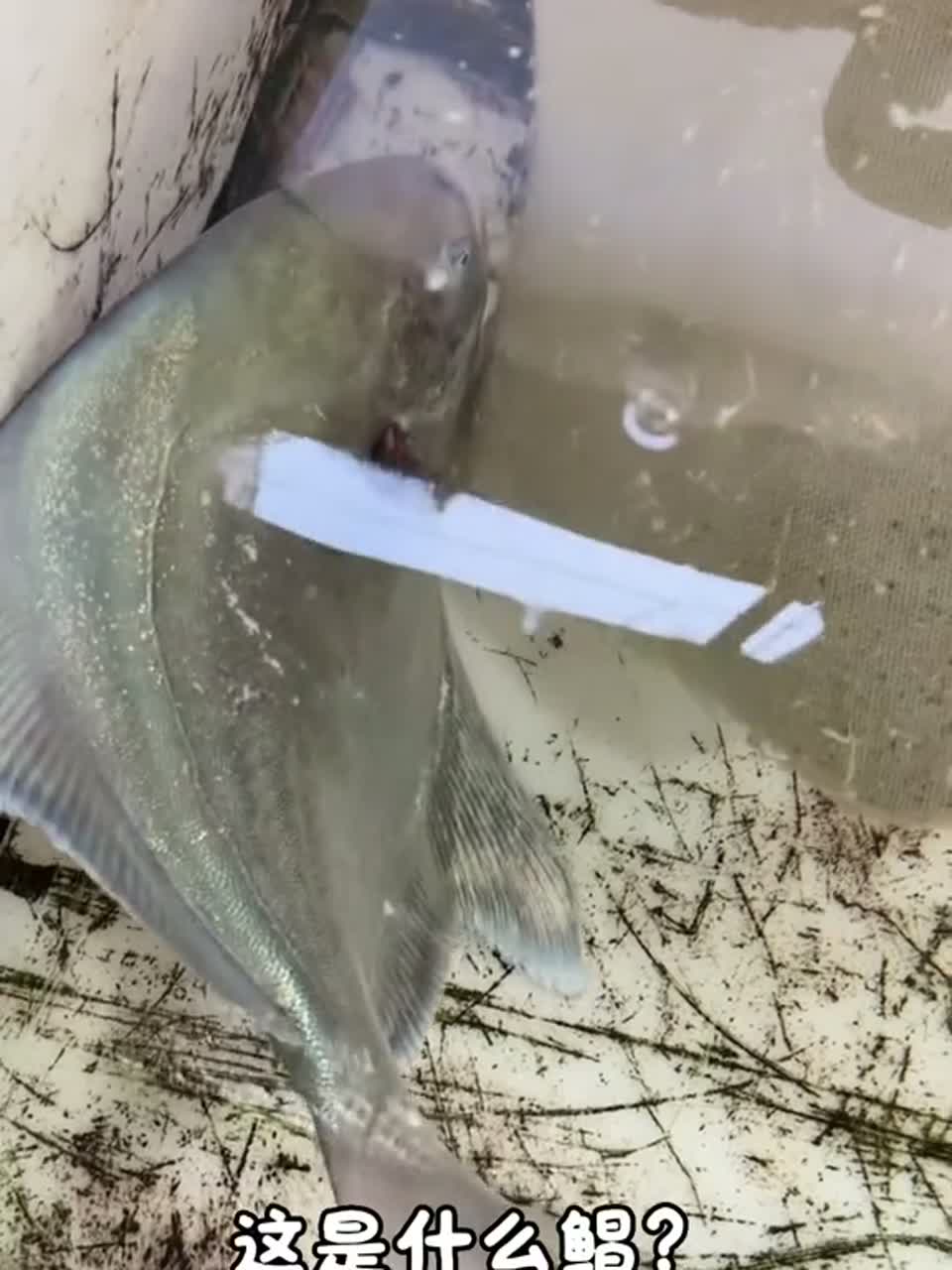 科普11种鲳鱼，来看看有没有你不认识的？