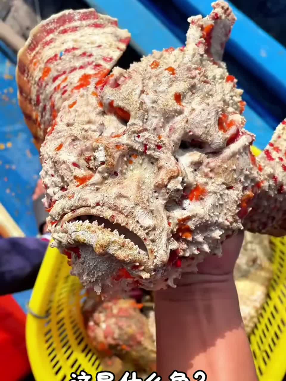 科普15种奇形怪状的海鱼，你觉得那种最可爱？