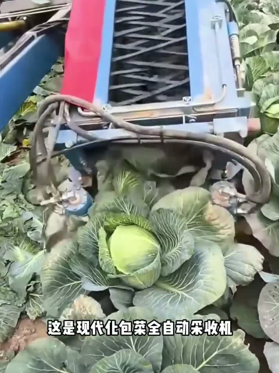 你见过全自动包菜收割机吗？下地走一趟菜全收好了