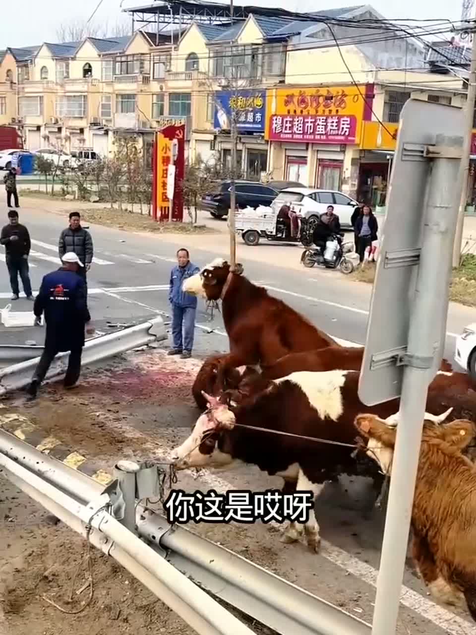 牛牛起飞了分享给大家